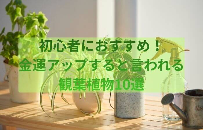 植物　金運　観葉植物　初心者