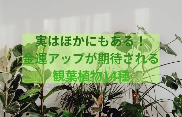 植物　金運　観葉植物　もっと