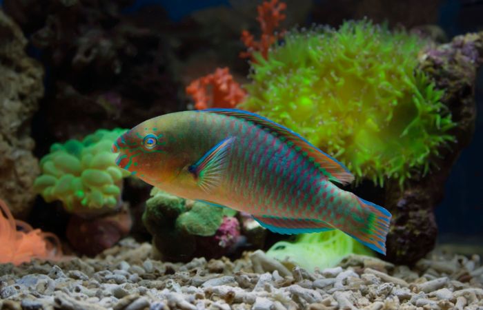 イラブチャー　キジムナー　ガジュマル