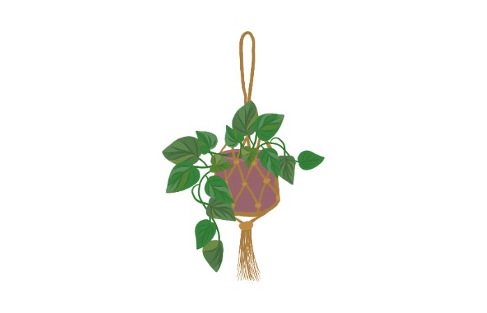 金運　ポトス　イラスト