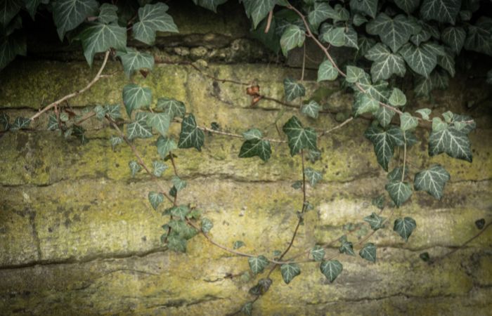 金運　毒性　アイビー