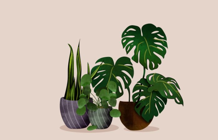 金運　植物　モンステラ