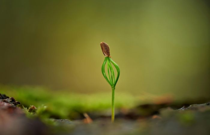 ガジュマル　締め付けの木　発芽