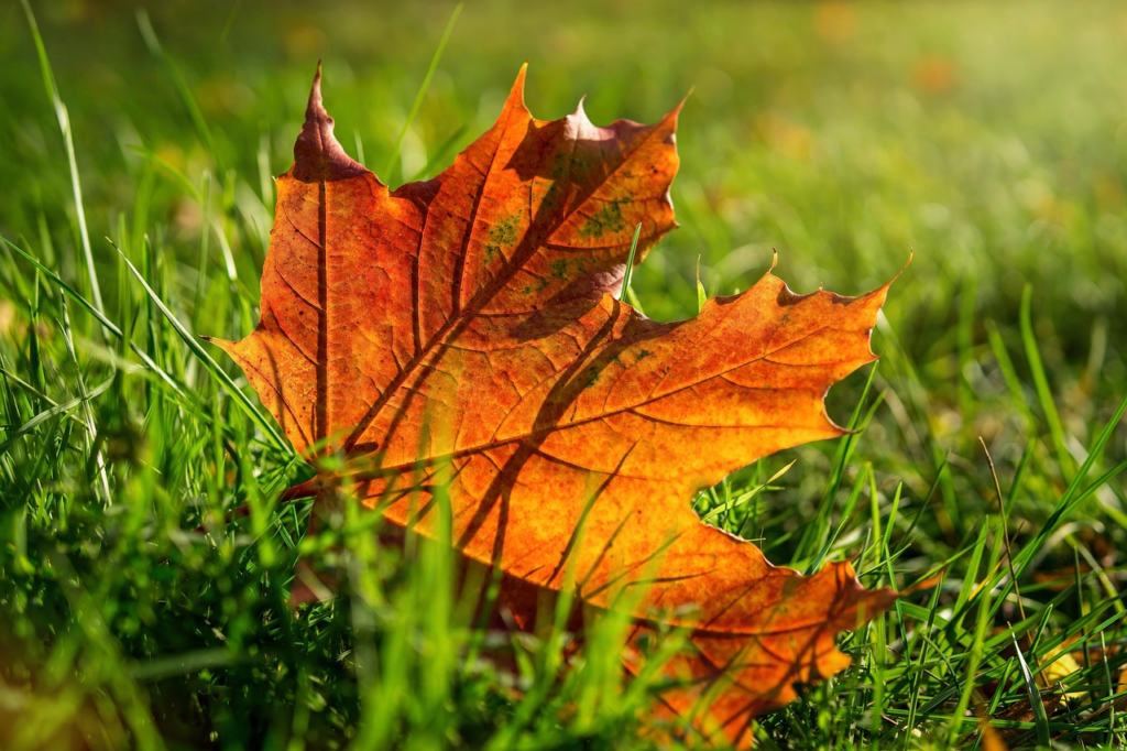 植物　枯れる　敵ごと