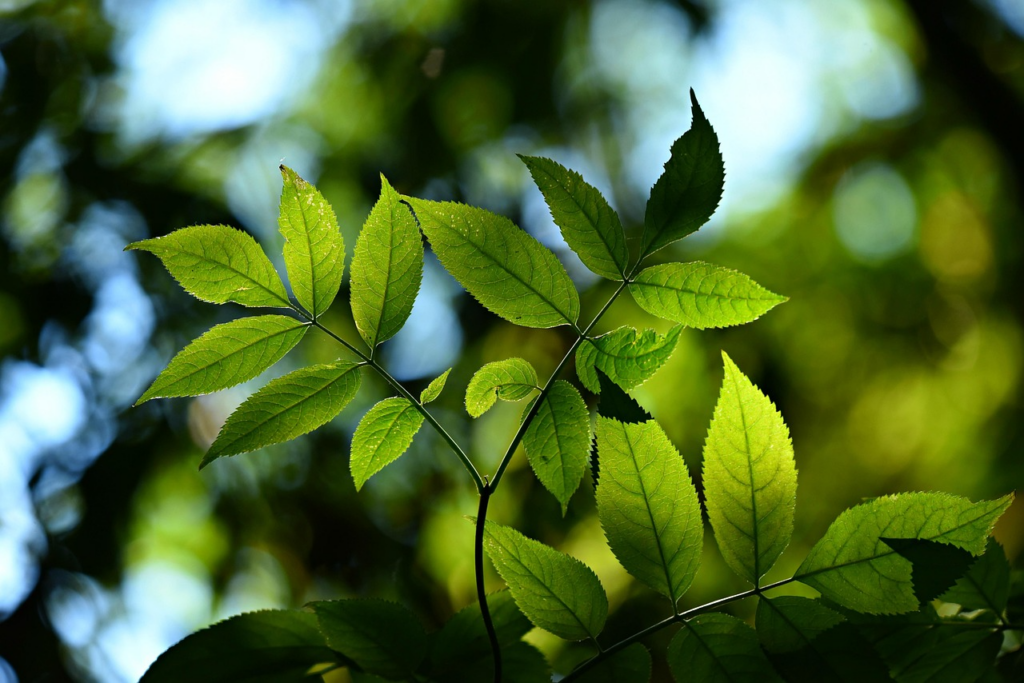 植物　日差し　葉を伸ばす