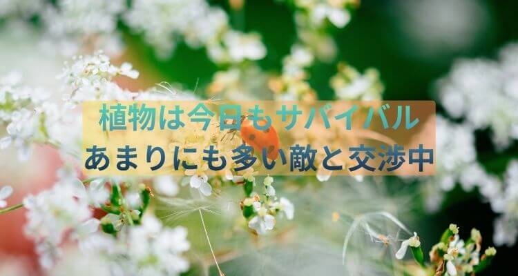 植物　防御反応　交渉