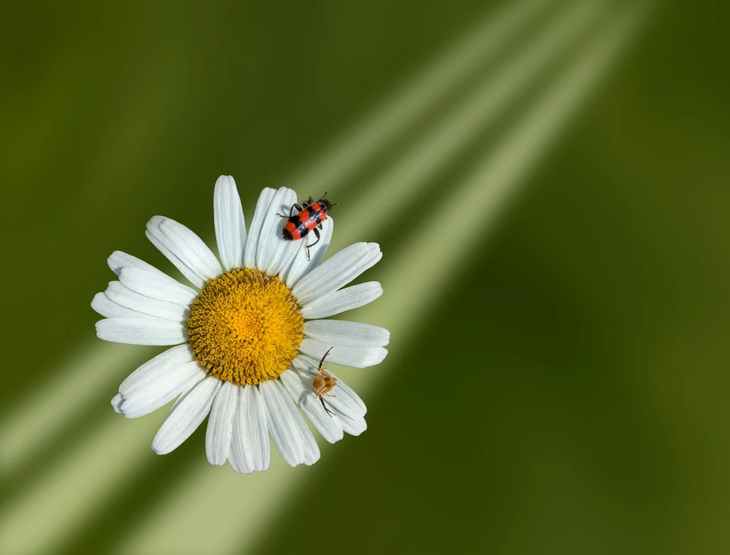 植物　昆虫　食べる
