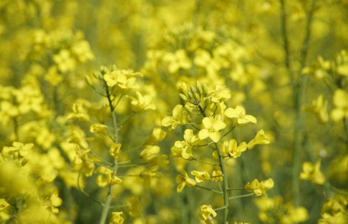 アブラナ科　アオムシ　防御