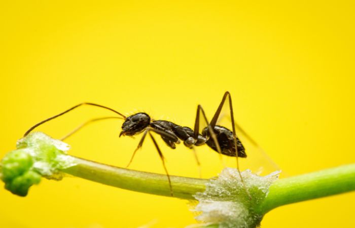 アリ　防御依頼　マカランガ
