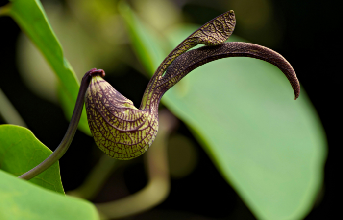ウマノスズクサ　猛毒　防御
