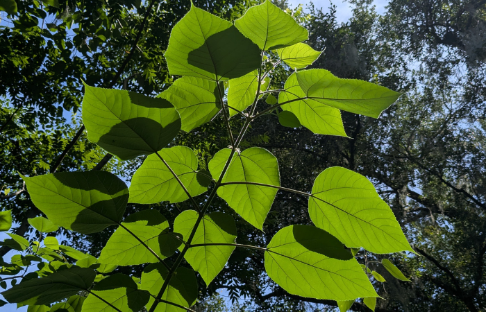 クワ　葉　防御反応