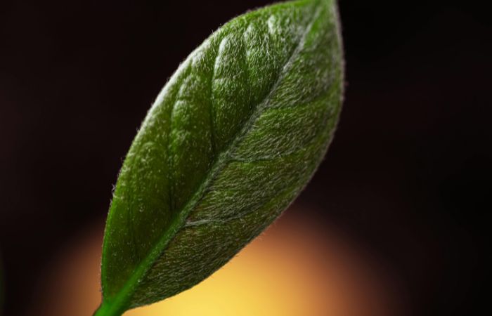 植物　恒常防御　トライコーム