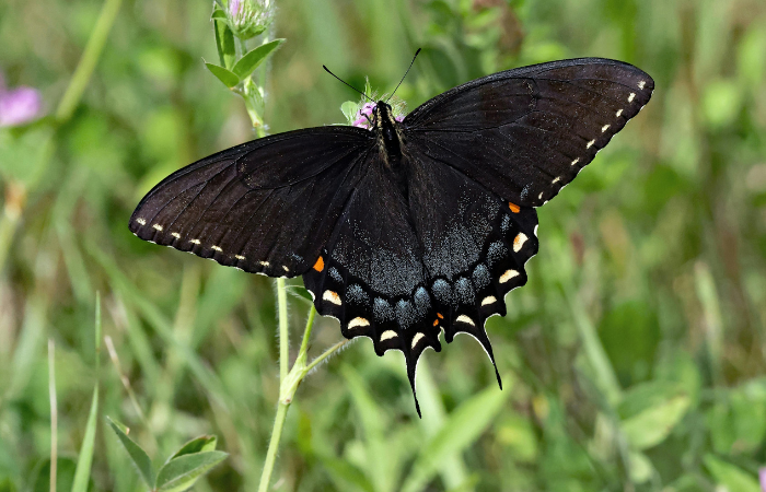 ジャコウアゲハ　猛毒　利用