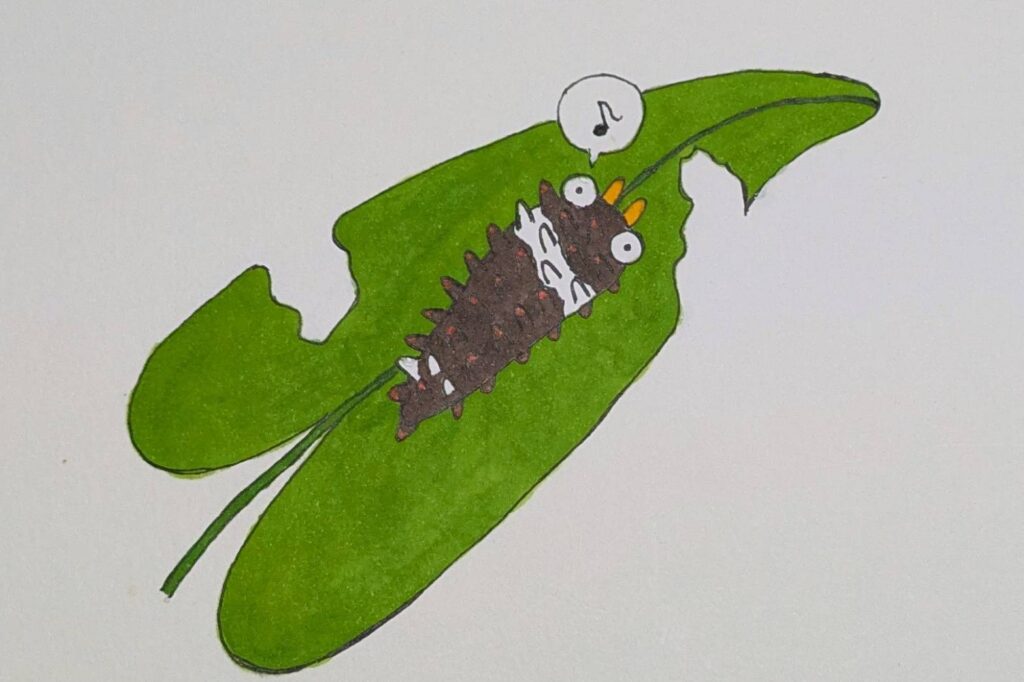 昆虫　ジャコウアゲハ　幼虫