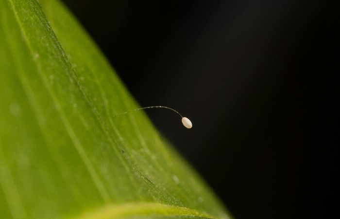 昆虫　卵　阻止