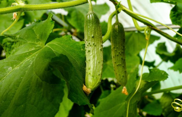 恒常防御　トゲ