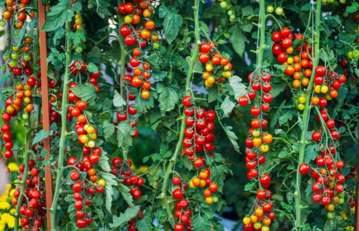 トマト　毒　誘導防御