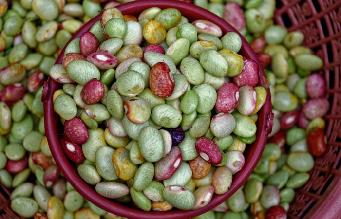 マメ　防御　SOS物質