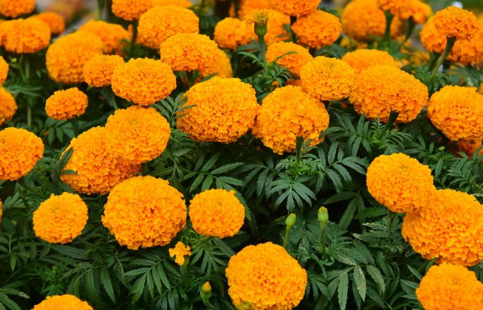 マリーゴールド　虫よけ　強力