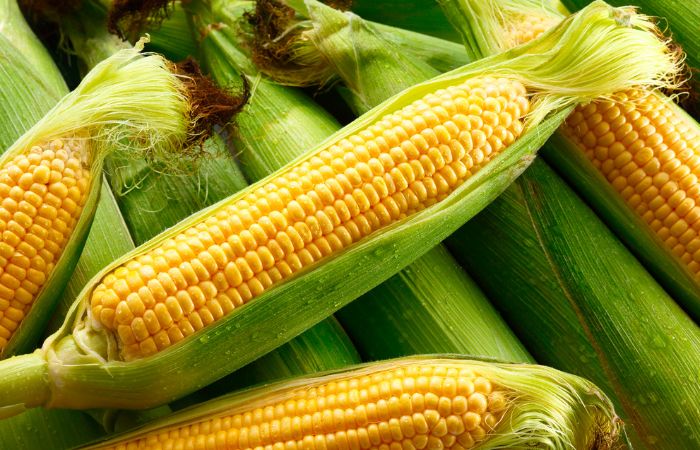 トウモロコシ　昆虫　防御