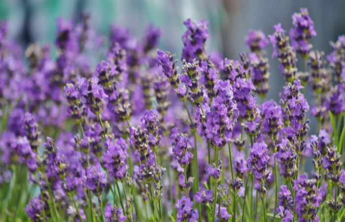 植物　化学防御　毒