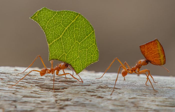 アリ　恒常防御　
