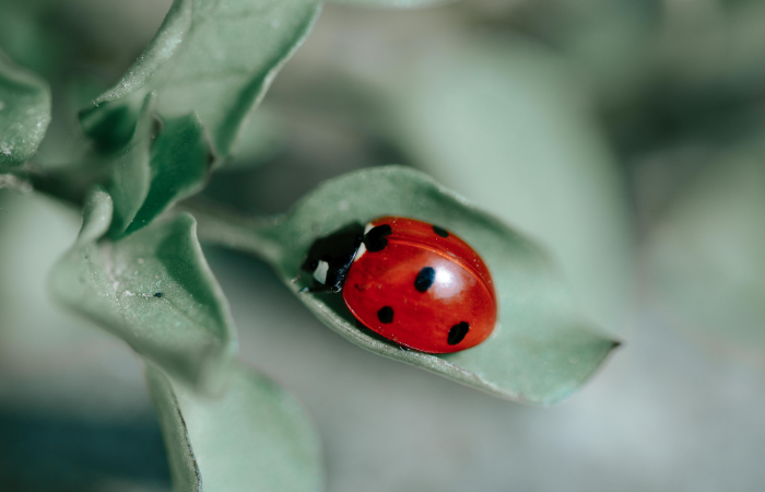 ヘクソカズラ　昆虫　天敵