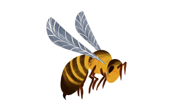 キャベツ　防御　寄生バチ　イラスト