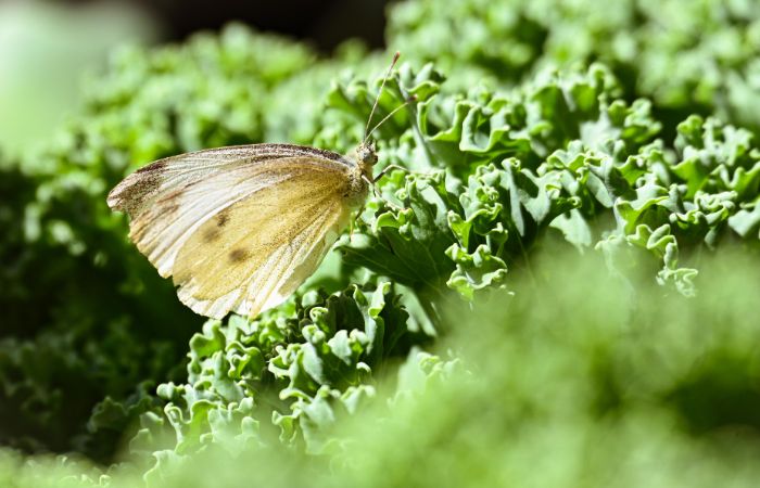 キャベツ　モンシロチョウ　防御