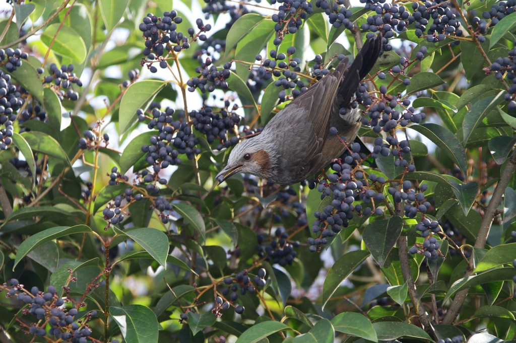 植物　動物　食べさせる　食べ過ぎない　