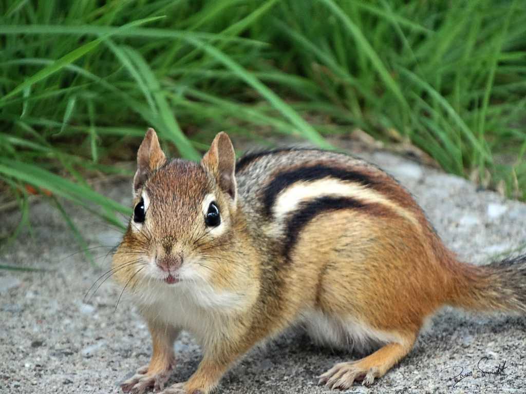 植物　動物　貯食　リス　種運ぶ
