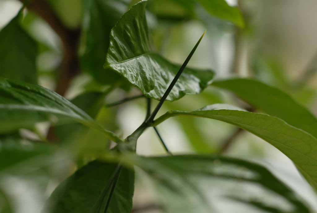 植物　動物　食べさせない　トゲ　柑橘類