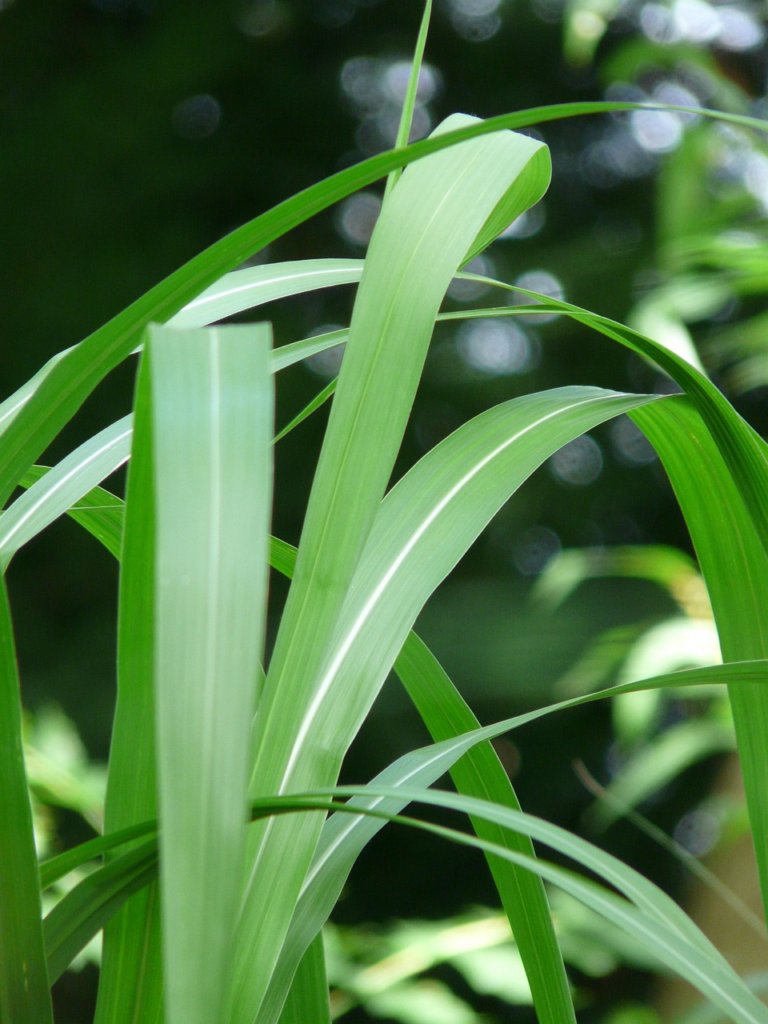 植物　動物　食べさせない　イネ科