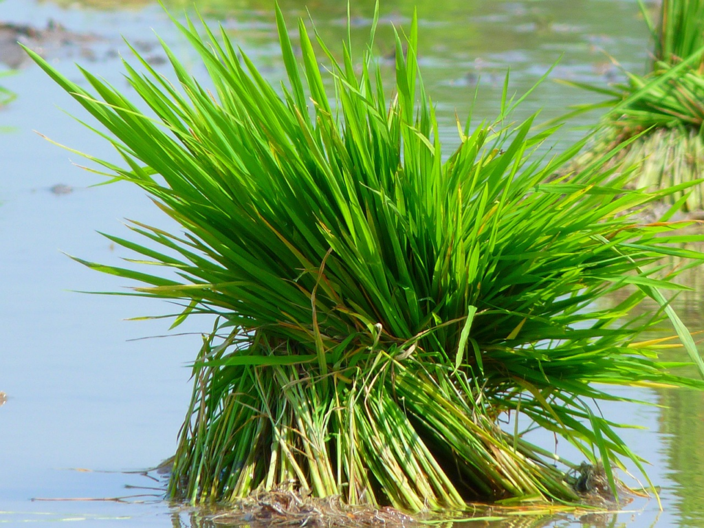 植物　動物　イネ科　成長点