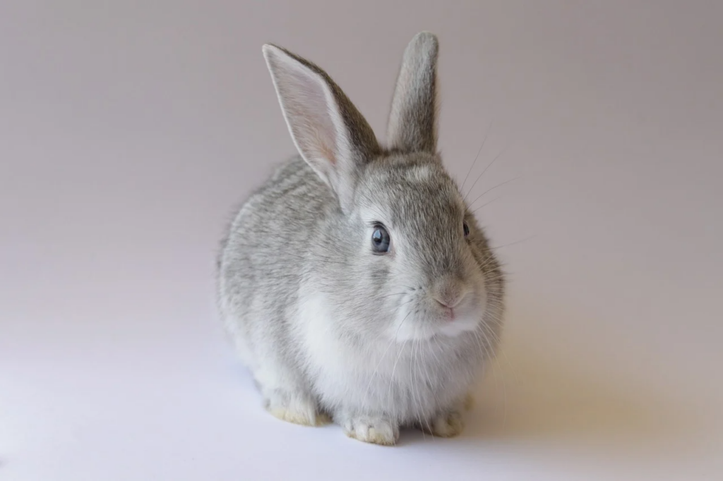 植物　動物　食べさせない　消化　うさぎ