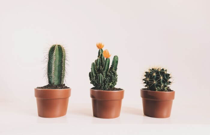 植物　動物　食べさせない　トゲ