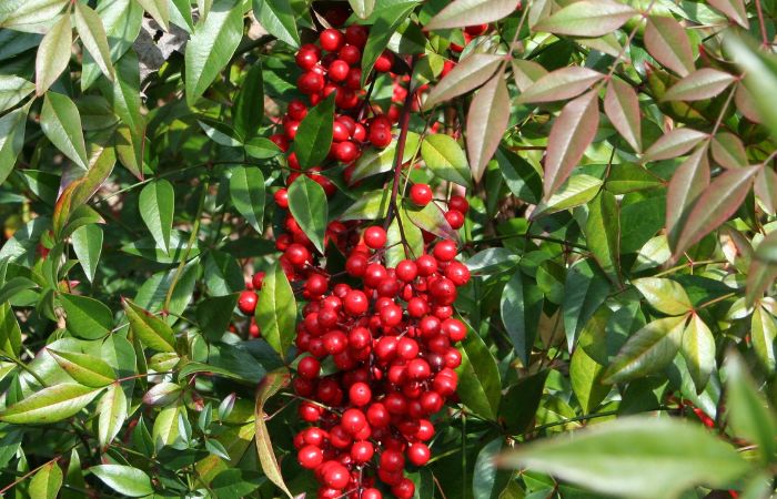 植物　動物　食べさせる　種運ぶ　お知らせ