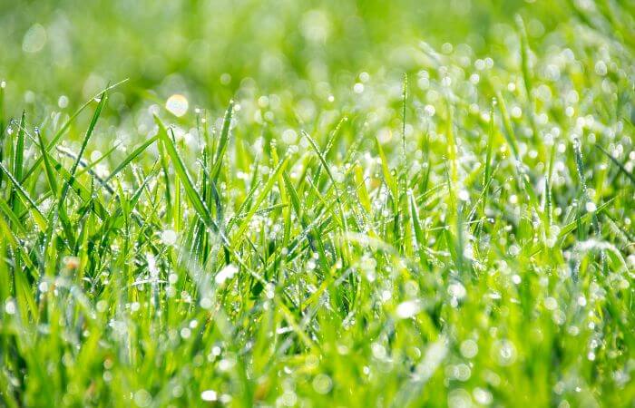植物　動物　食べさせない　イネ科　　　
　芝生