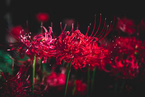 植物 競争しない 雑草 ヒガンバナ