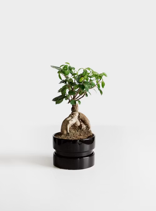 植物 観葉植物 金運 ガジュマル