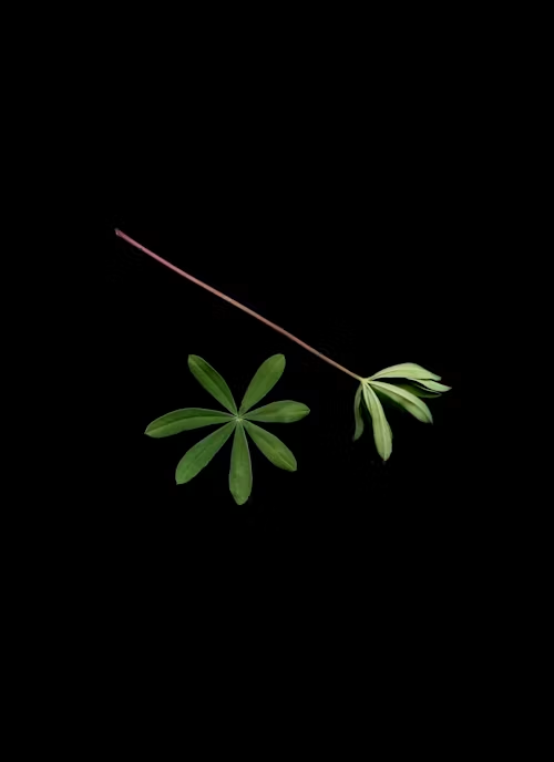植物 観葉植物 徒長
