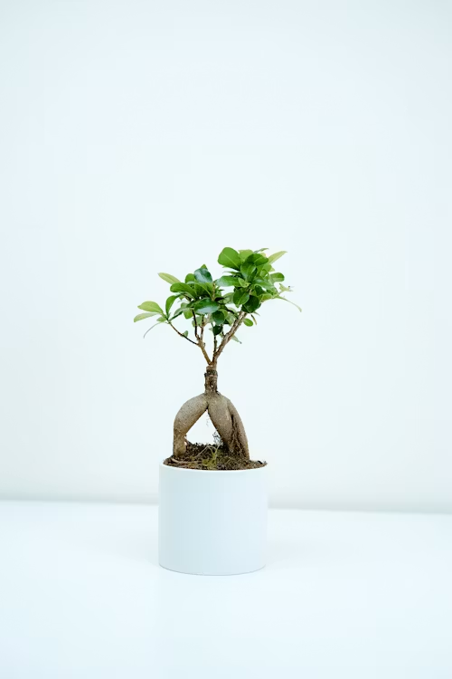 植物 観葉植物 金運 ガジュマルの鉢植え