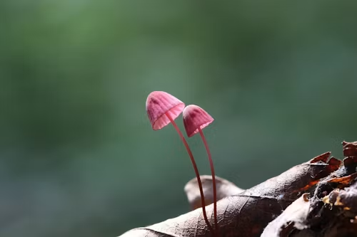 植物 キノコ 光るキノコ ガーネットオチバタケ